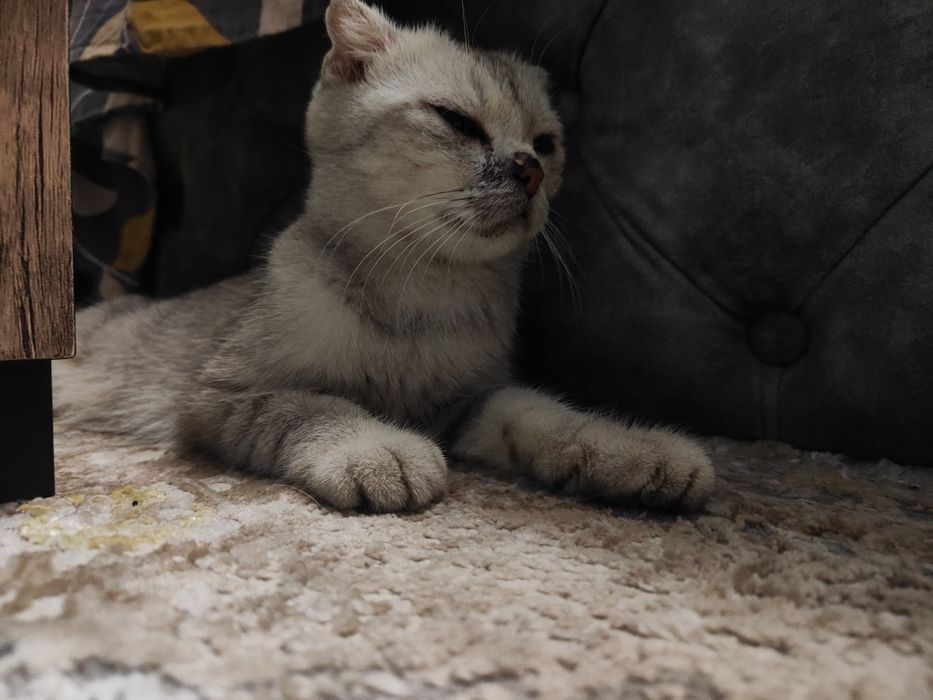 Продаю кошку шотландская порода