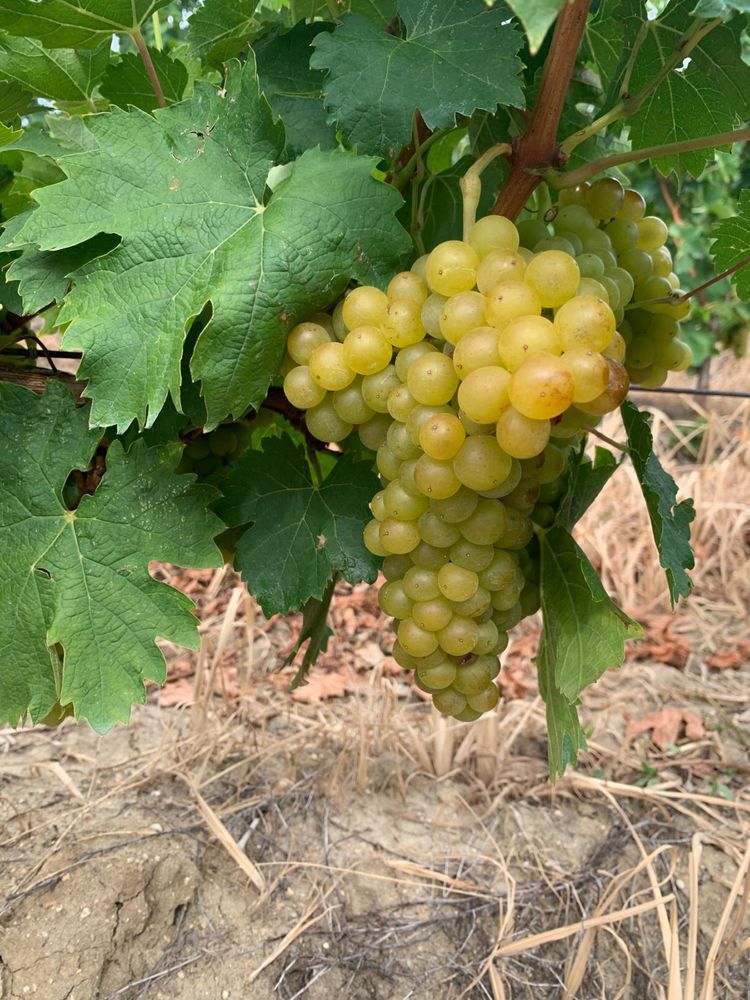 Struguri tamaioasa cramposie merlot cabernet ptr vin Dragasani