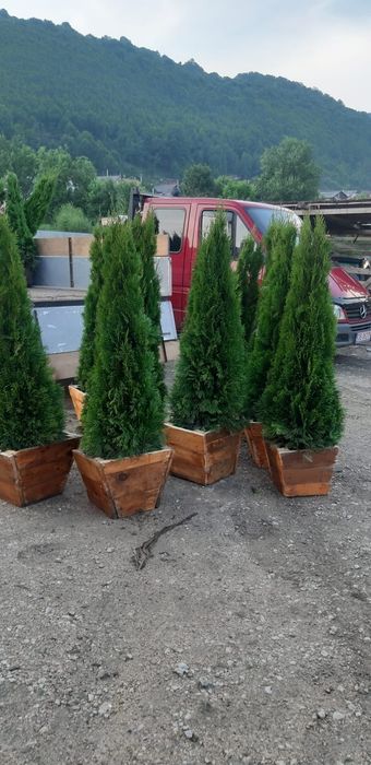 Tuia extra calitate/ tuia smaragd/ columnaris/ etc mesteacăn, tei