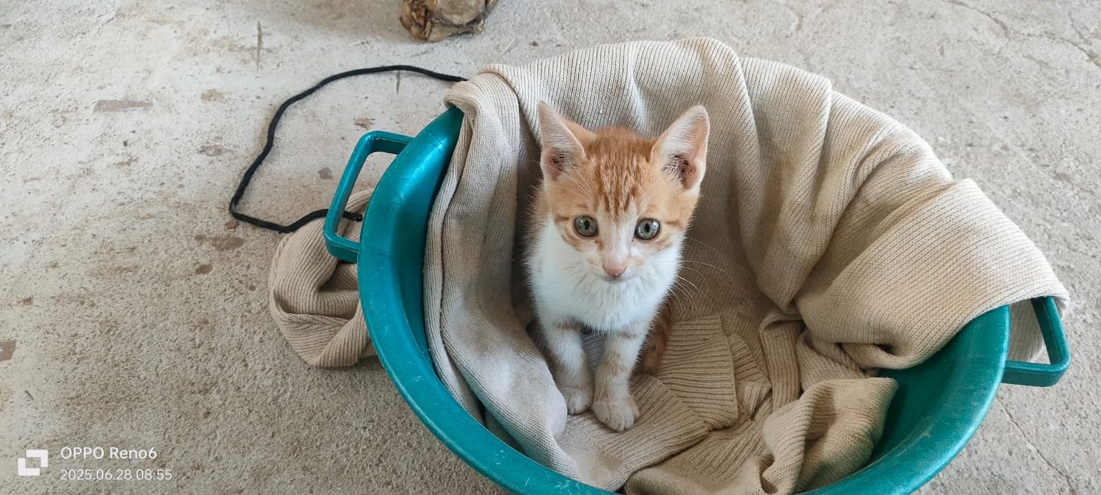 Котята 4 месяцев