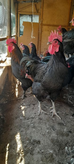 Tovuq xorozla sotiladi Damashniy