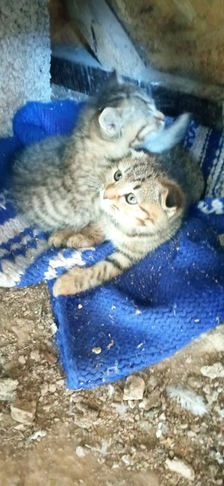 Отдам котят в хорошие руки.