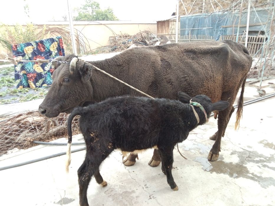 Кордова продается