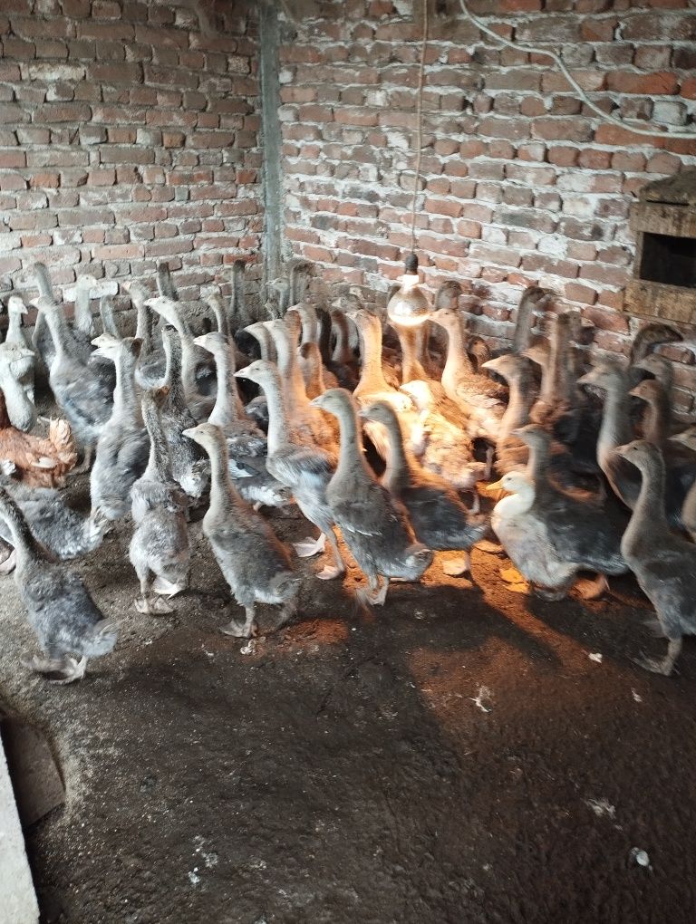 Гъски гъсета на 50 дена