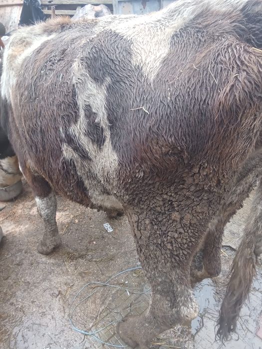 Vand trei vaci frumoase