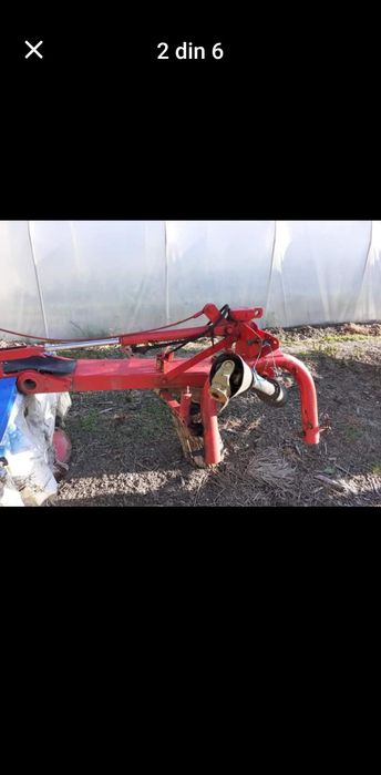 Cositoare mora italiana