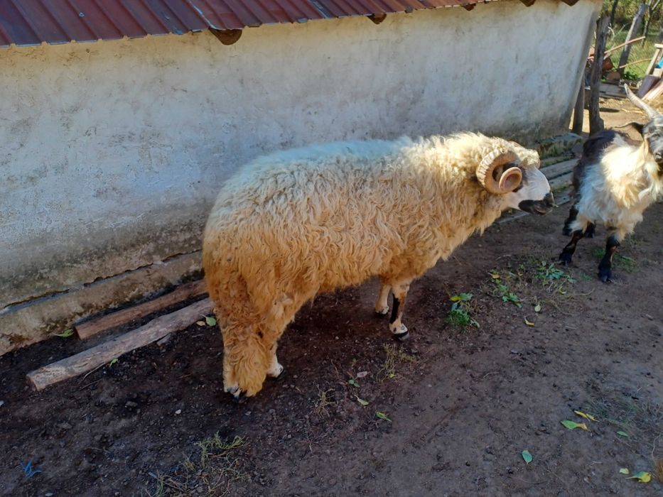 Berbec de rasă de vânzare