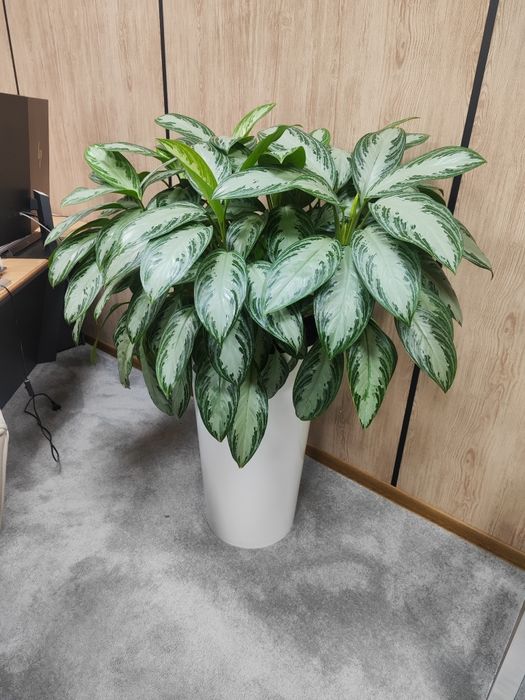 Уход за растениями