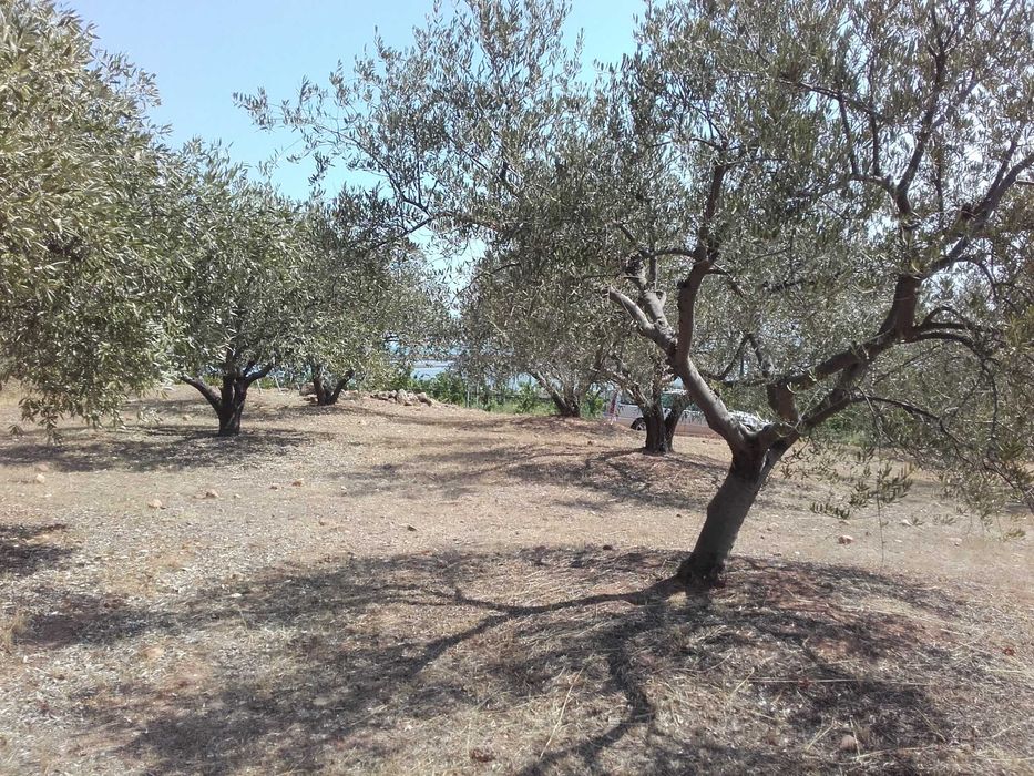 Маслинова градина 2 дка в Северна Гърция на 1,5 км от плажа