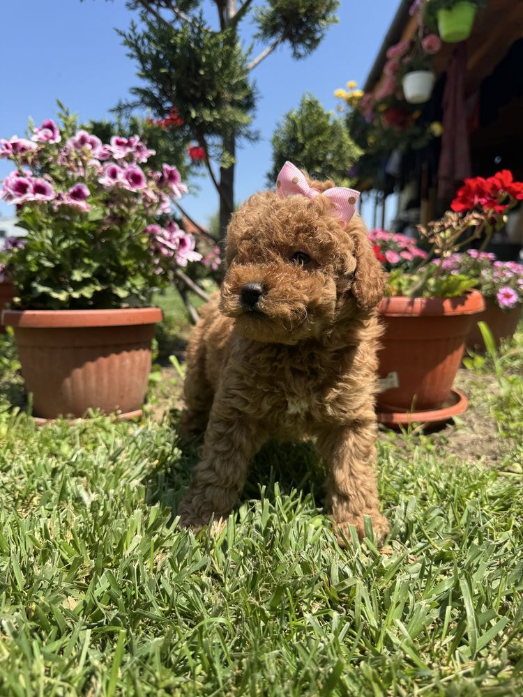 Toy poodle / Той пудел