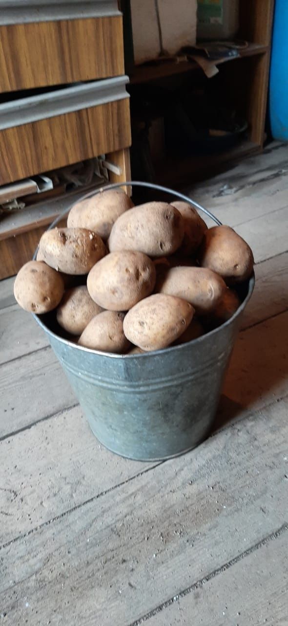 Продам дачный картофель