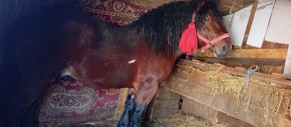 Vând mânz cuminte de 3 ani