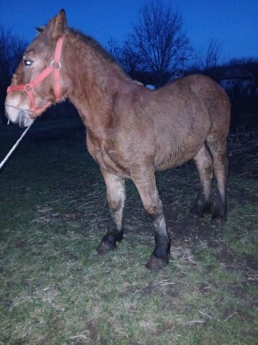 Vând cal de 6 ani și manz de 6 luni