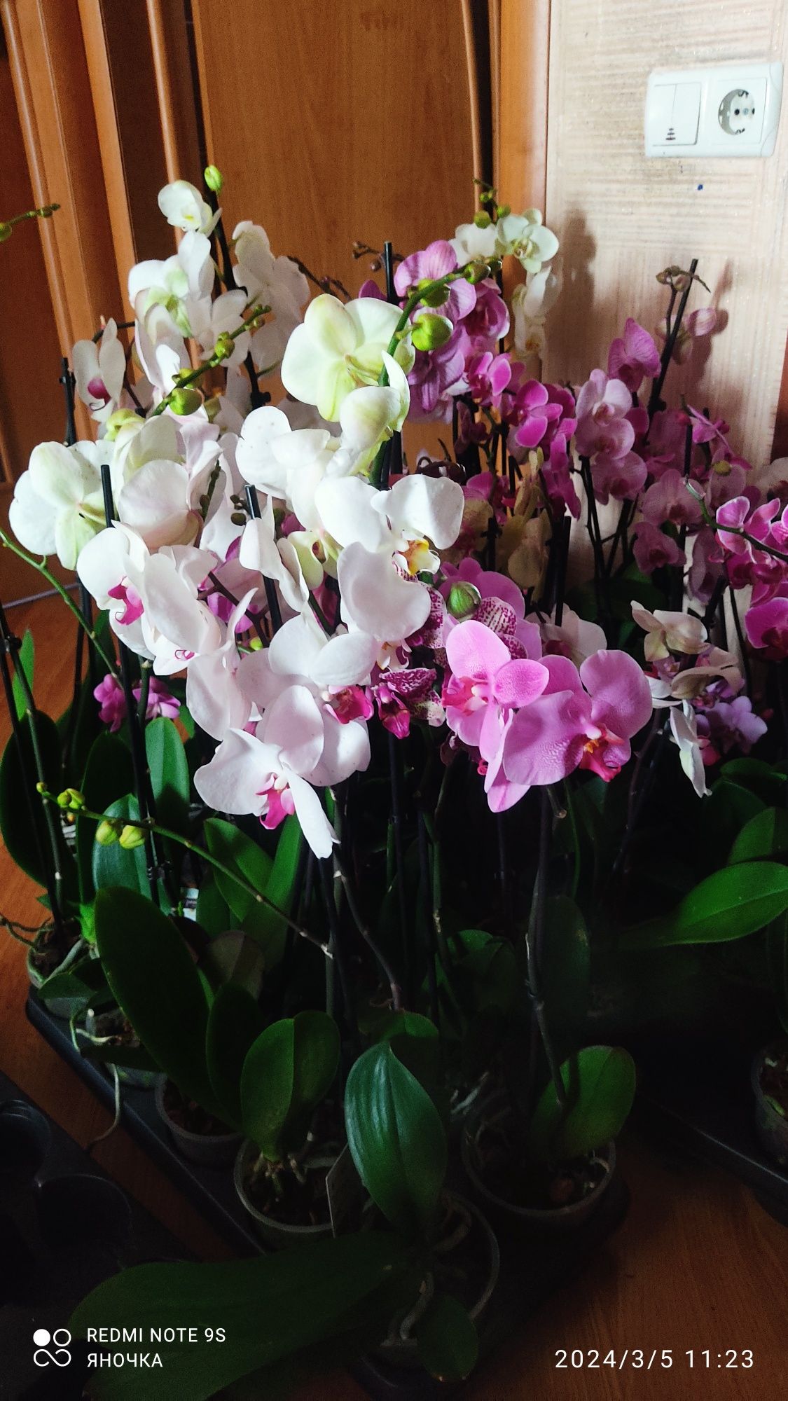 Продам орхидеи 5500