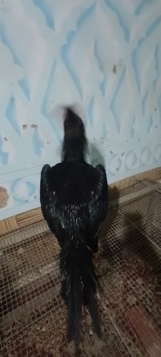 13 ойли хуроз сотилади