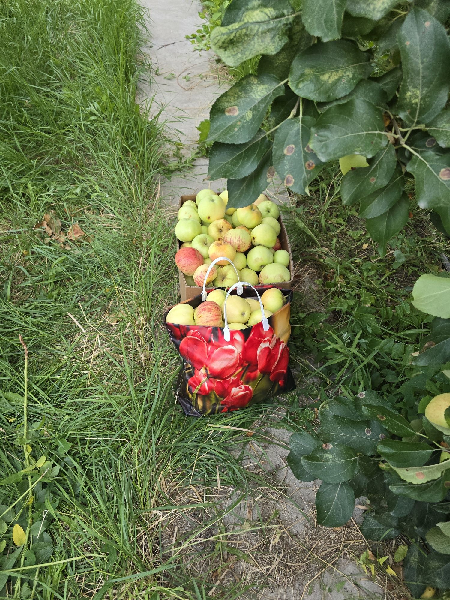 Продаю яблоки натуральные со двора