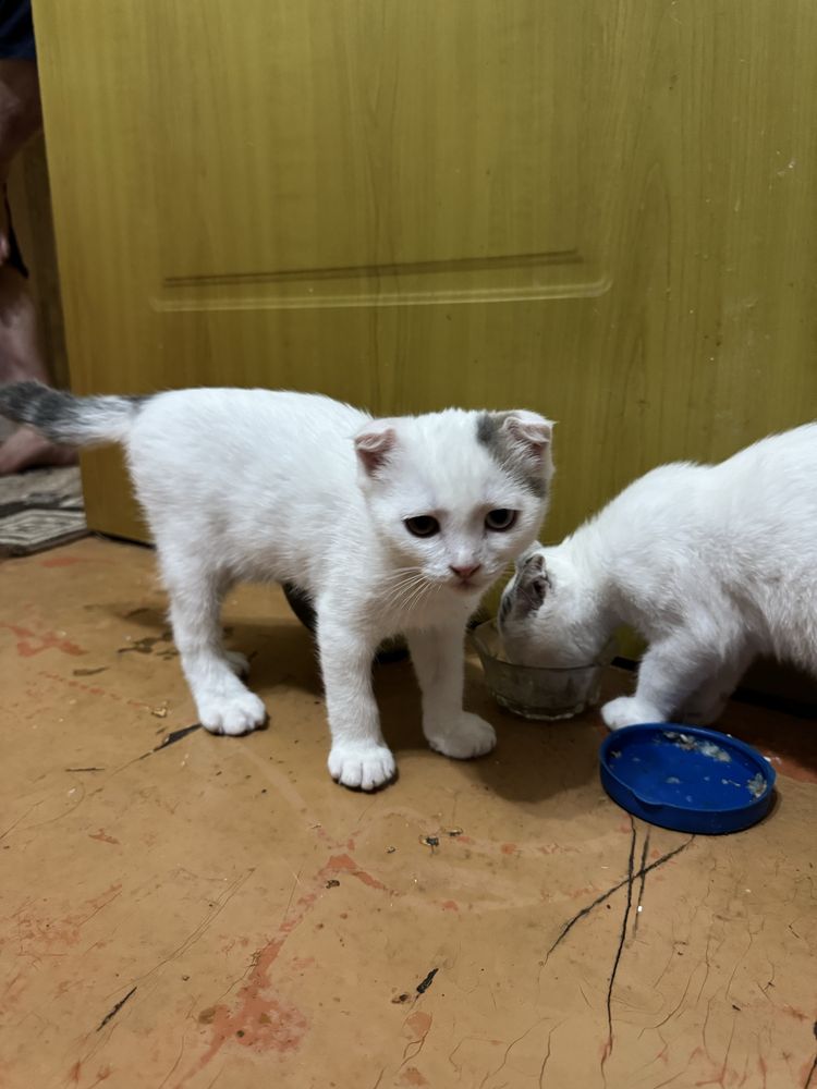 Котята шотландцы в добрые руки !