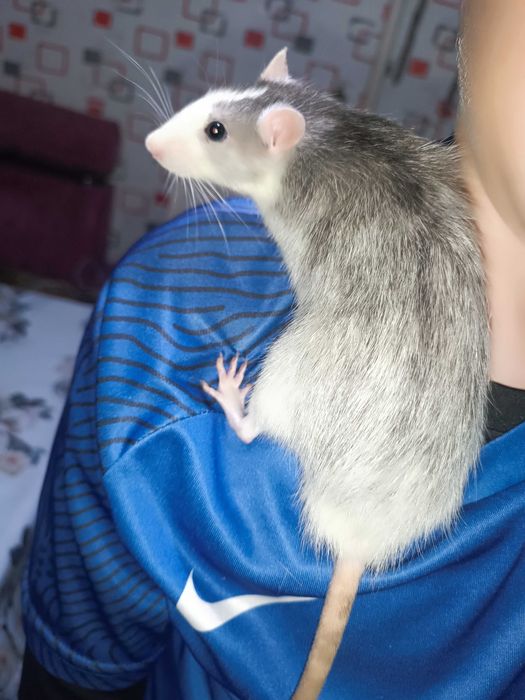 Крысята,два мальчика