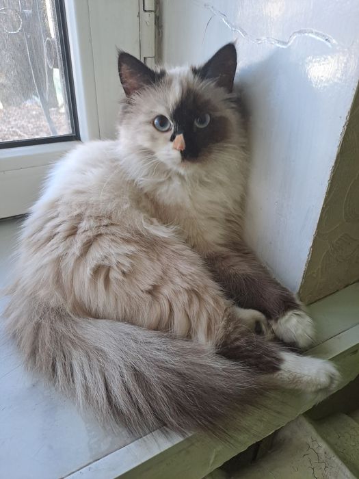 Котёнок красотка