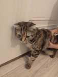 Вислоухий кошка отдам в хорошие руки