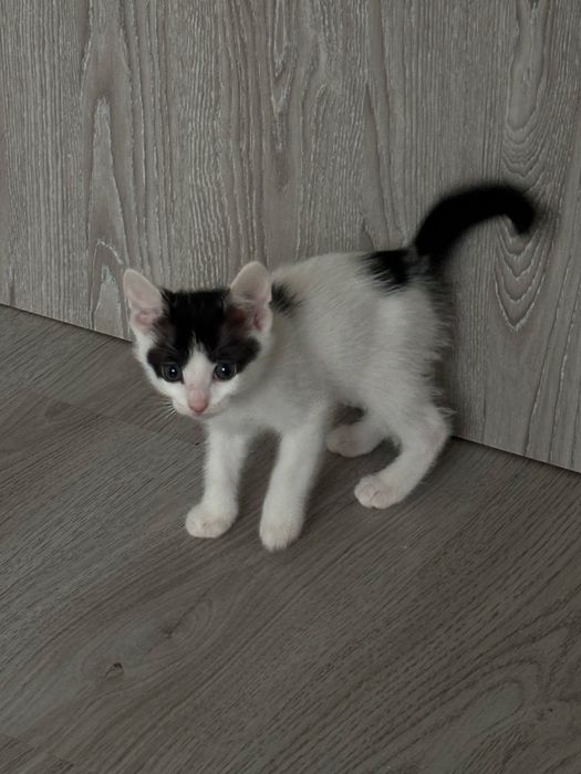 Ofer spre adoptie pui de pisica