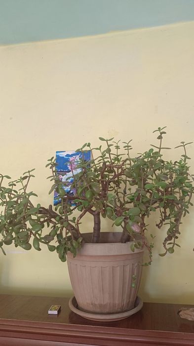 Продам Живое дерево