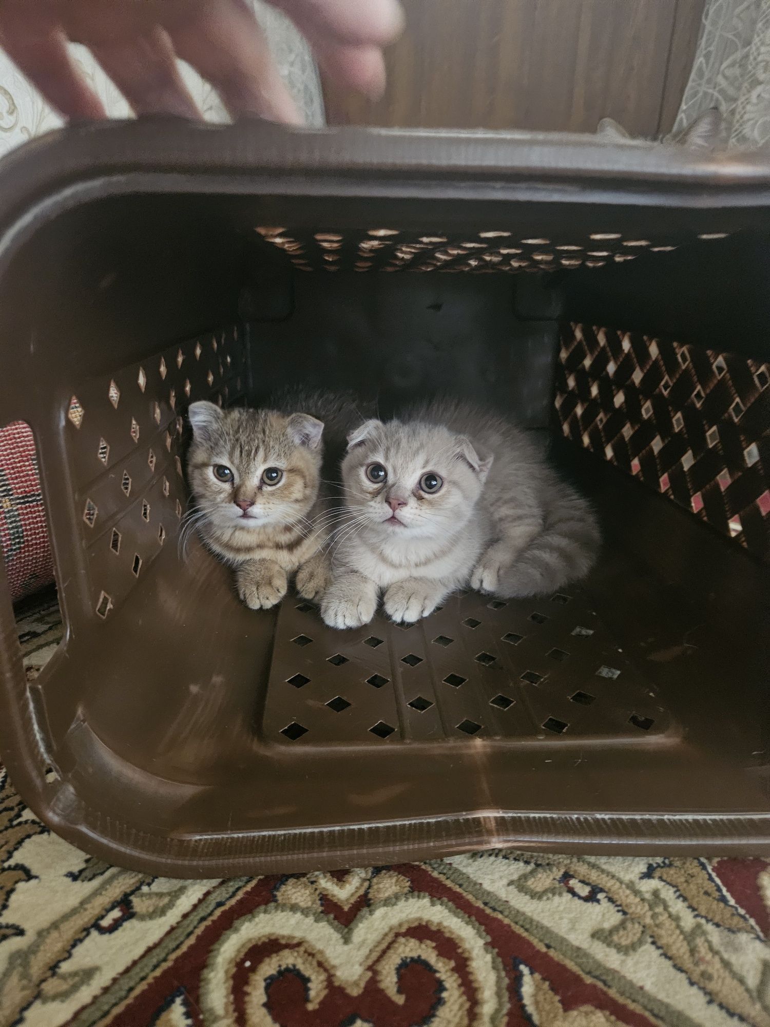 Продаётся котята скотиш фолд