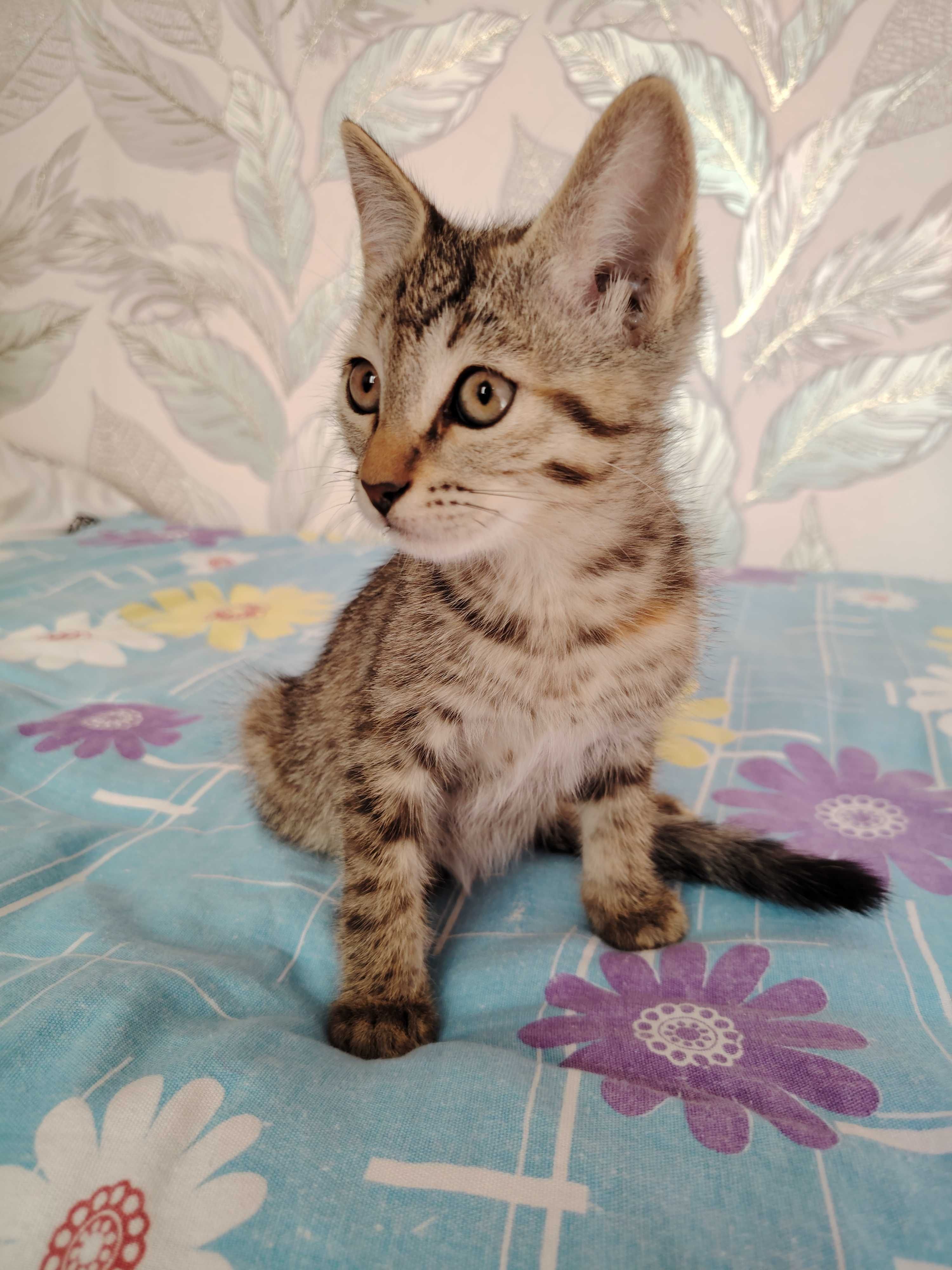 Отдам 3 котят, 2-2,5 месяца