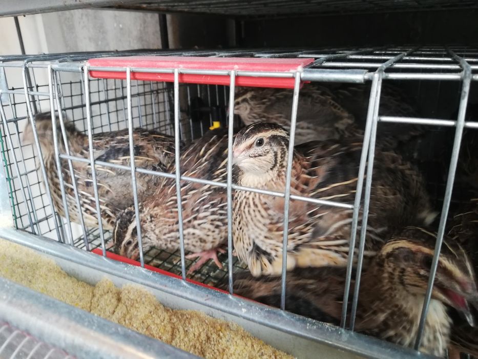 Prepelițe de vânzare