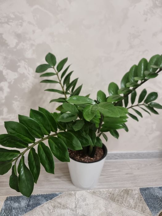 Продаю цветы.папоротник.замиакулькас.хойя.жасмин