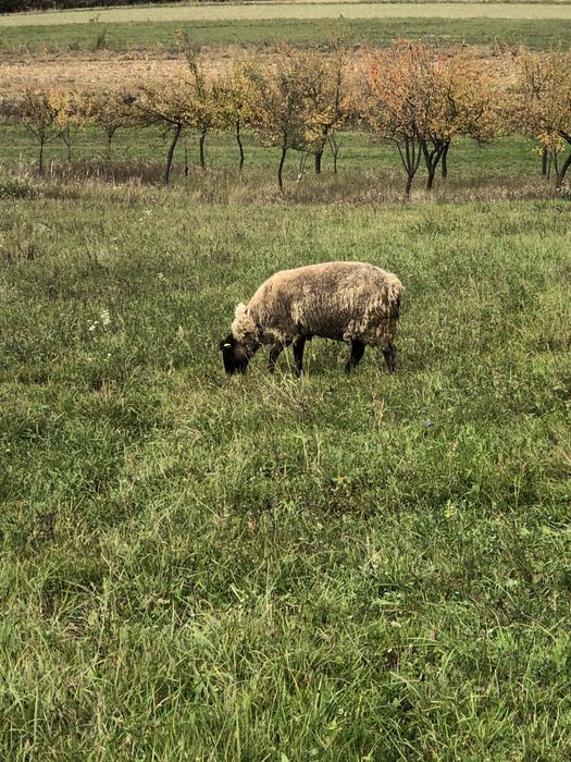 Vand 8 oi suffolk plus un berbec suffolk