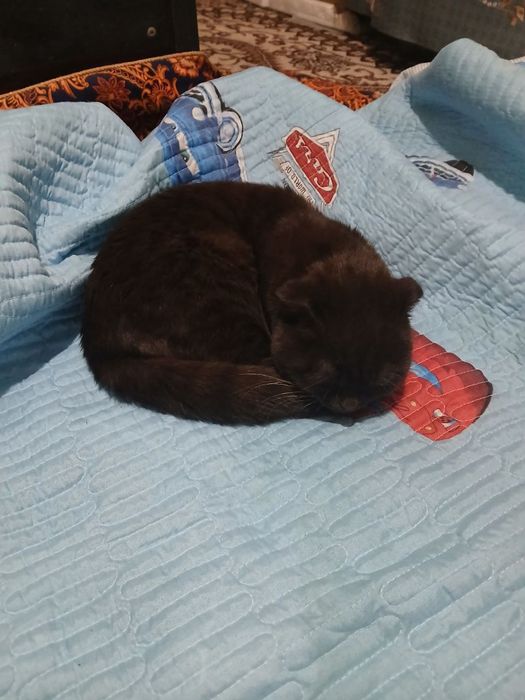 Mushuk sotiladi Scottish Fold