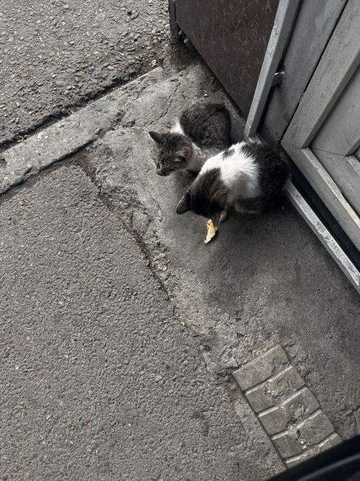 Отдам даром котята с доплатой моей стороны