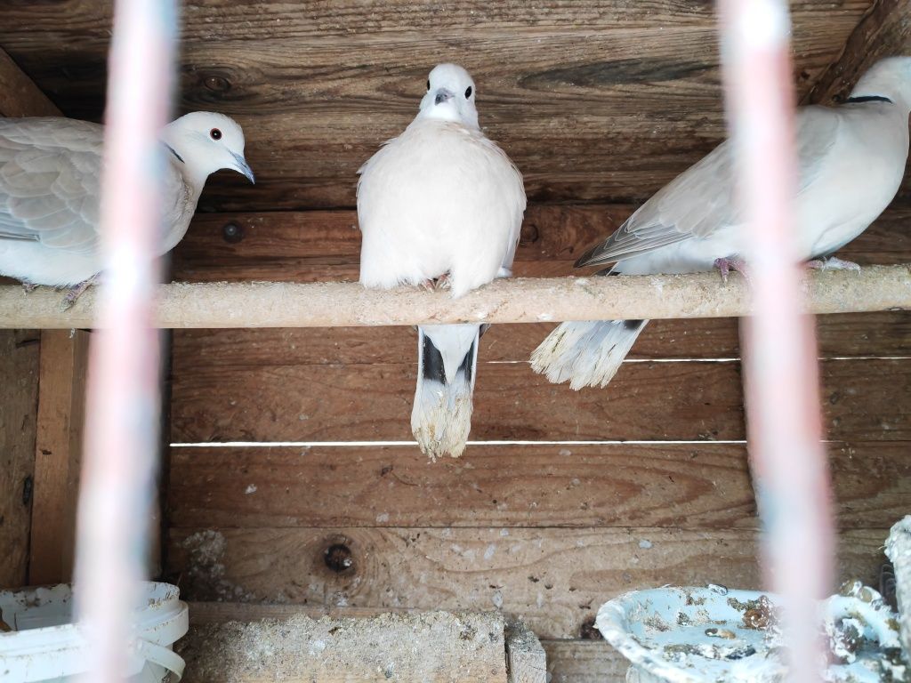 Гугутки скумрийки