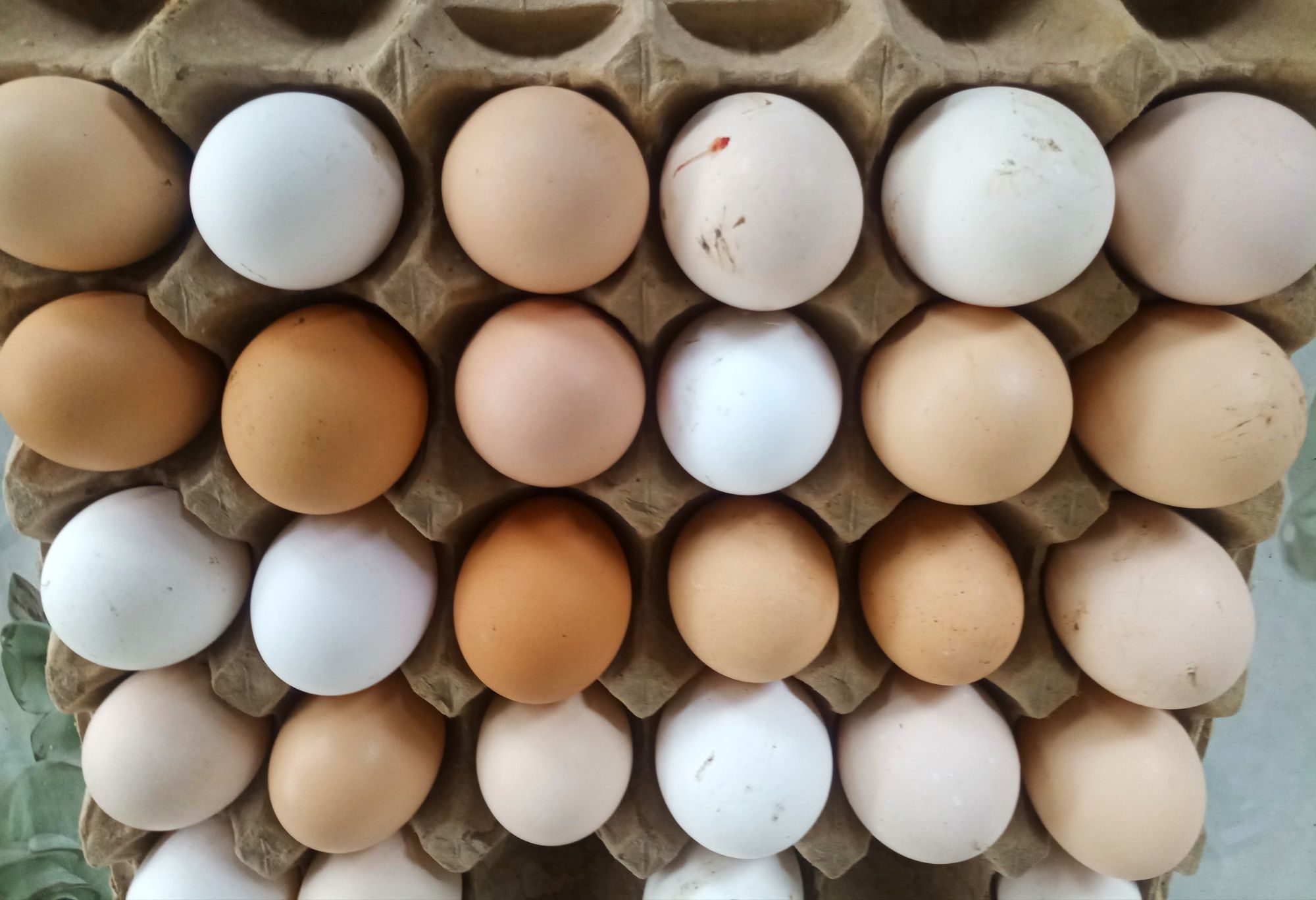 Инкубационные яйца, инкубацияга жумыртка