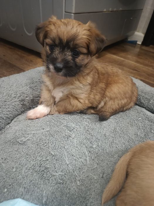 Donez 3 cateluse. Azi (sâmbătă, 08.11) au 5 săptămâni