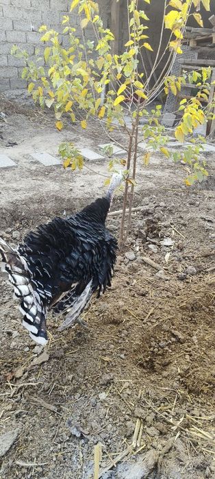 Kurka sotiladi 6 oyli.