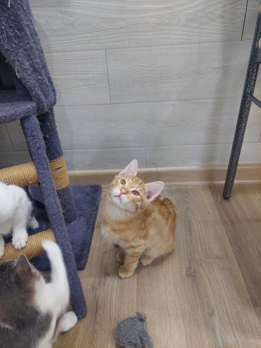 Котенок мальчик Ташкент