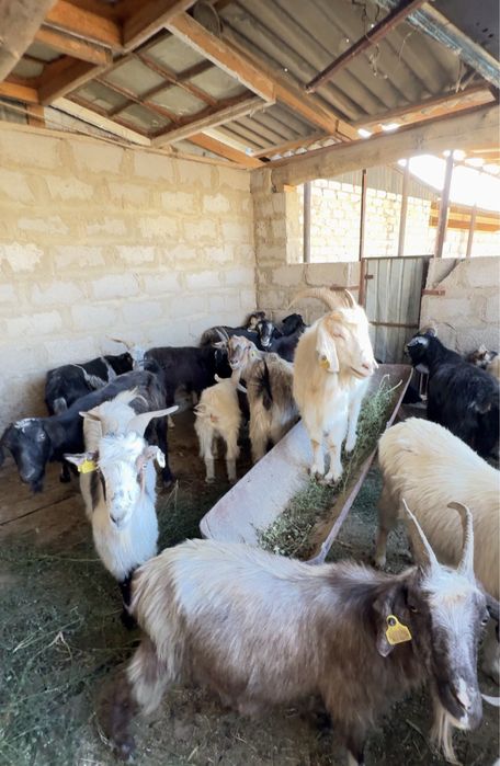 Ешкілер бар арзан бағасы келісімді