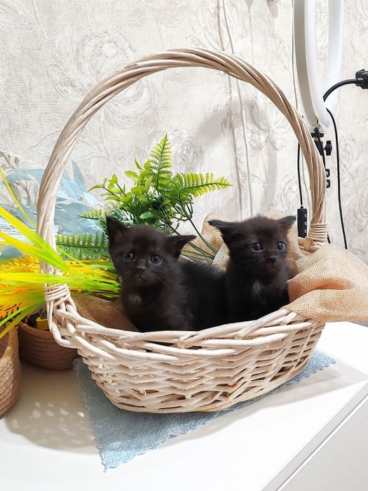 Отдам котят бесплатно.