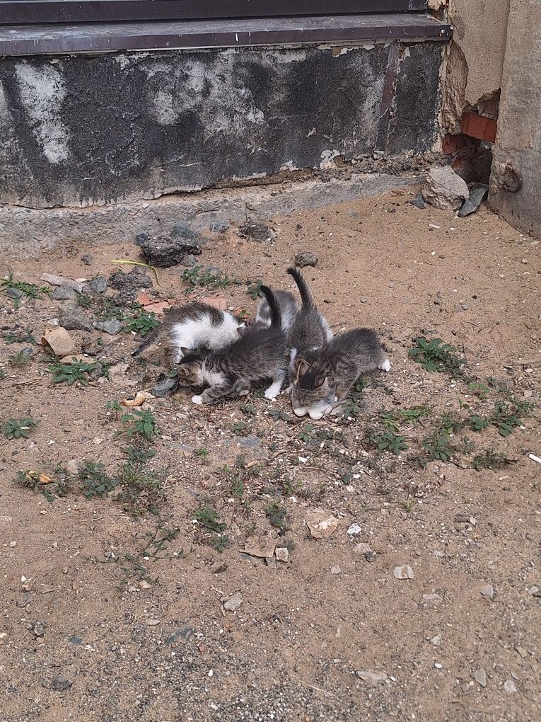 Отдаем котят. Красивые