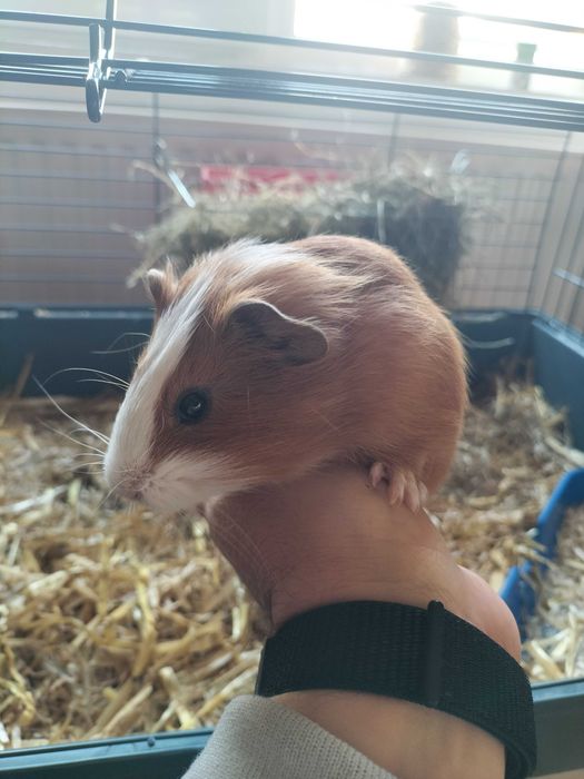 Porcușori de Guinea