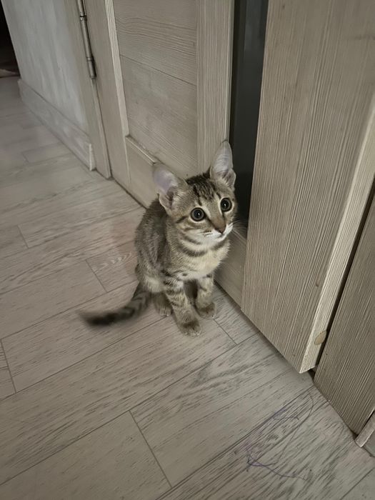 Отдам кошку в хорошие руки. Бесплатно. Ласковая, домашняя.