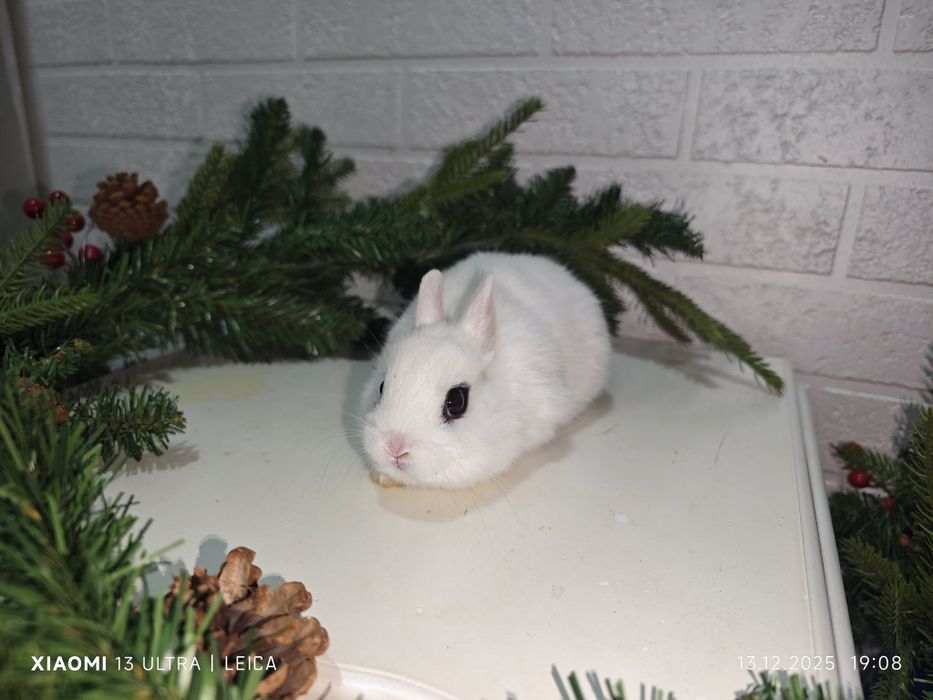 Кролик карликовый хотот
Ёши: 37  кунлик
Жинси: самец
Вазни: улч