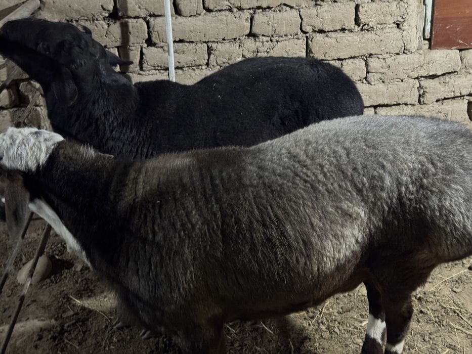 Qochqor  jivoy vesga qoyberaman.              Qoy qo’y қўчқор куй кўй