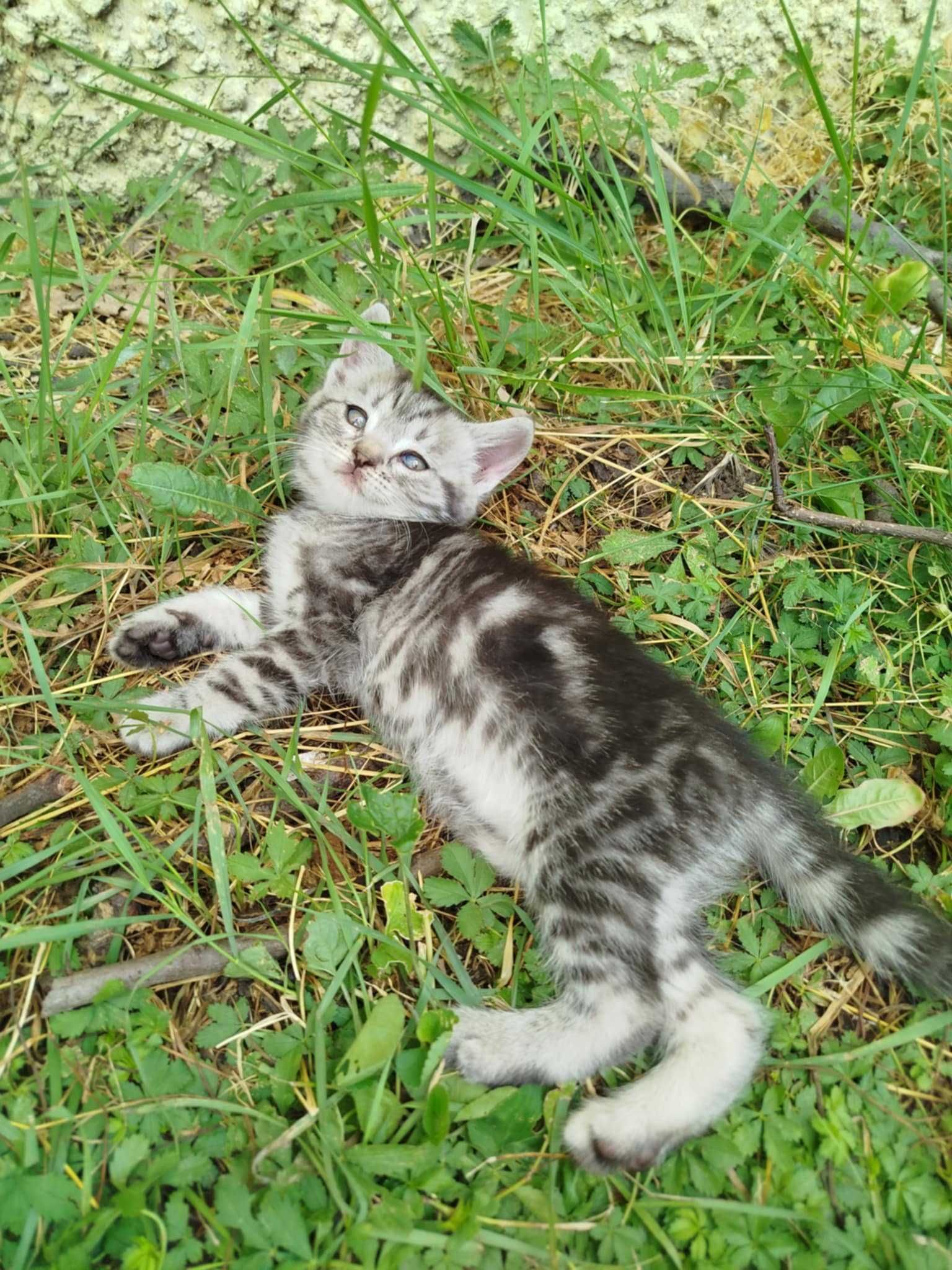 Сладки котета търсят дом!
