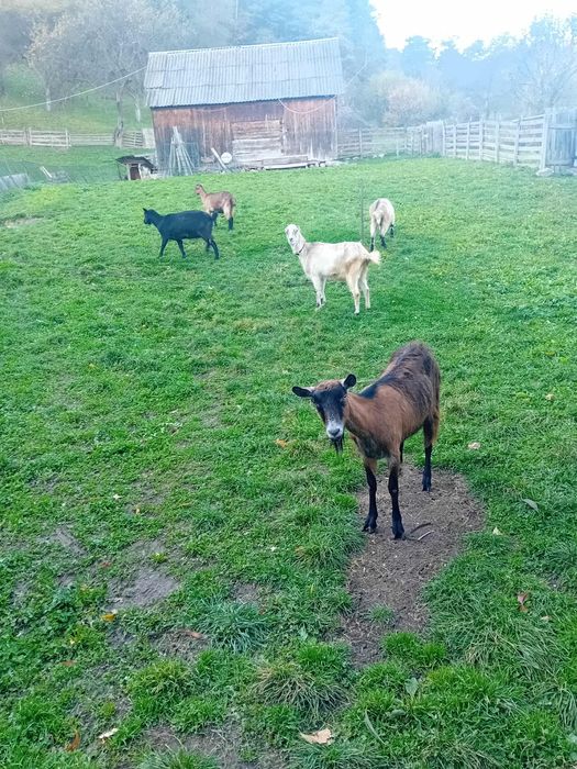 Capre tinere de vanzare