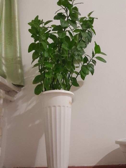 Биік офисный гүлдер сатылады