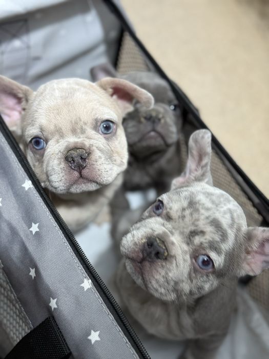 Bulldog Francez Merle / French Bulldog