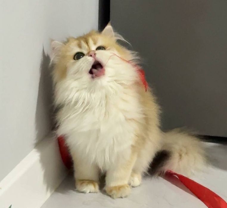 На продаже золотая шиншилла девочка